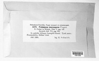 Protomyces macrosporus image